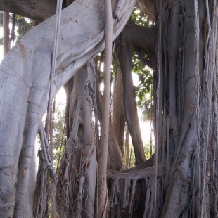 Banyan trees, Botanic garden